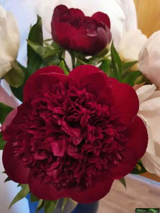 Paeonia Red charm