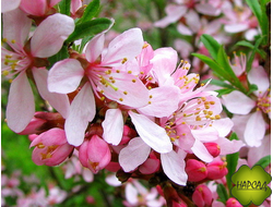 МИНДАЛЬ СТЕПНОЙ (РУССКАЯ САКУРА) корнесобственный 20 см