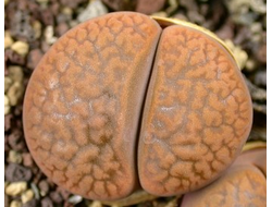 Lithops hookeri C113 (Чехия)- 10 семян