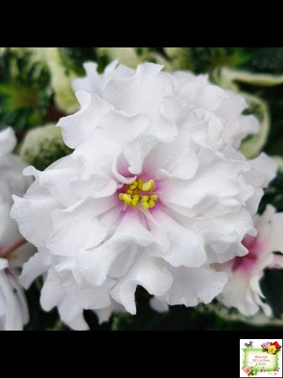 Р-В Стране Чудес (В.Зуб) 2023 г. (лист посажен 12.02.26)