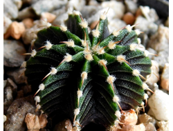 Gymnocalycium friedrichii v.moserianum VoS-014а (D=20mm) 10 ribs