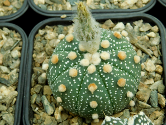 Astrophytum AS Miracle (1033.3)р - 10 семян