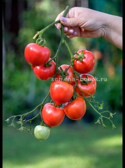 Томат Юбилейный Тарасенко, 10 шт