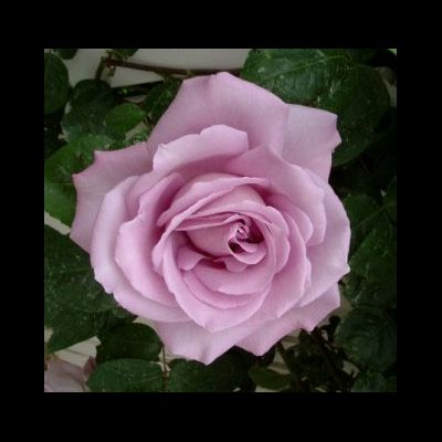 Индиголетта (Indigoletta)