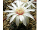 Gymnocalycium mesopotamicum - 5 семян