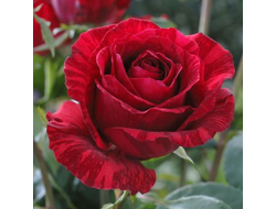 Ред Интуишн