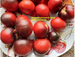 Томат Непредсказуемый блюз (Wild Card Blues) США