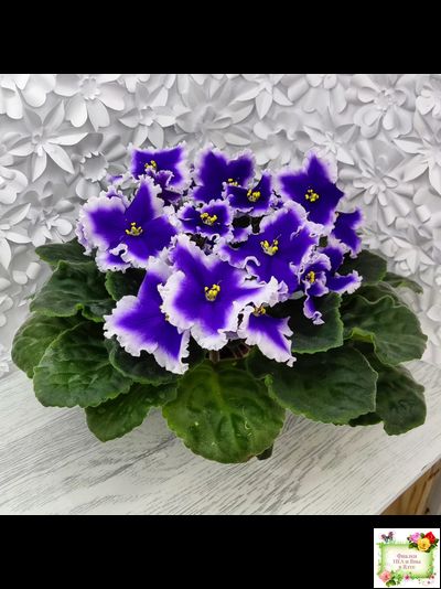 Dn-New Star (Д. Денисенко) 2019 г.