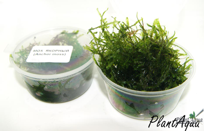 Мох якорный (Anchor moss)