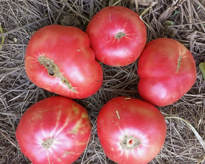 Гном Малли Роуз / Dwarf Mallee Rose