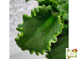 LV-Крапивка (Л. Шевелева) 2024 г. (лист посажен 15.09.25)