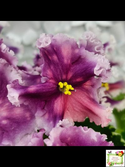 МТ-Сладкая Фантазия (М. Тотиева) 2022 г. (лист с детками укоренённый)