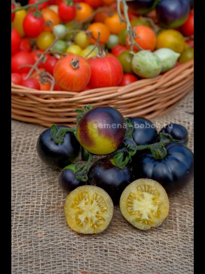 Томат Dwarf Gondwana Moon (Гном Гондвана Луна), 10 шт