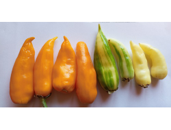 изменяет цвет по мере созревания