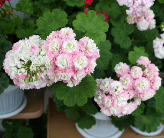 April Snow - пеларгония розебудная (розоцветная) - описание сорта, фото - купить черенки в Перми