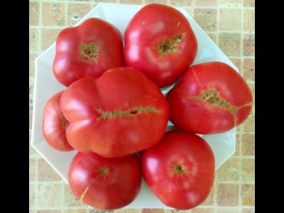 Томат Новое поколение Бурчема (Burcham's New Generation) США