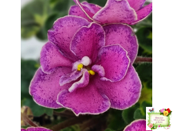 Ma's Melody Girl (O. Robinson) (гёрл-лист)