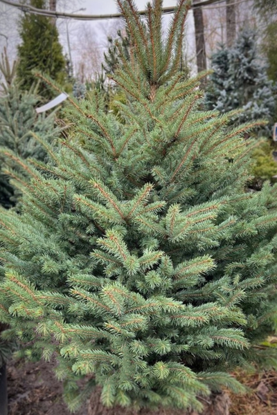 Ель колючая glauca