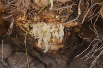 Гальбанум, Ферула (Ferula galbaniflua) 5 мл - 100% натуральное эфирное масло
