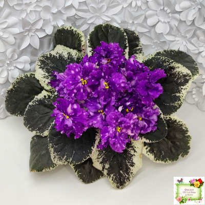 ВаТ-Шоколадное Настроение (Т. Валькова) 2019 г.