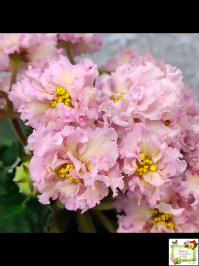 РМ-Яринка (Н. Скорнякова) 2021 г.