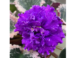 110) ЕК- Дорогой Трюфель 19г (дет)