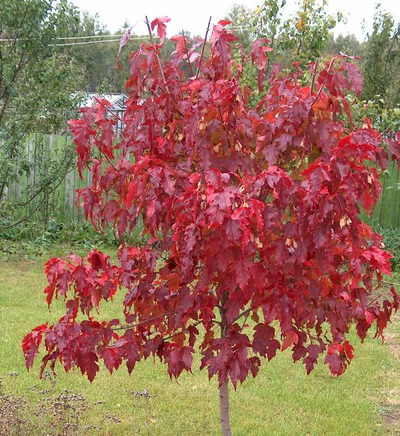 Клен Гиннала