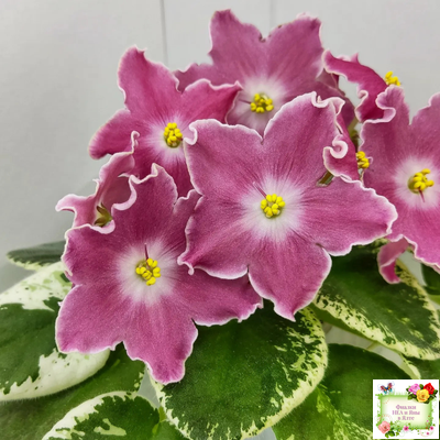 НД-Наталка-Полтавка (Н. Данилова-Суворова) 2018 г.