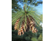 Сосна обыкновенная (Pinus sylvestris), лапки (5 мл) Кашмир - 100% натуральное эфирное масло