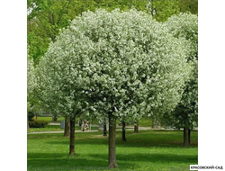 Вишня Убракулифера - Umbraculifera