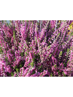 Вереск обыкновенный Раднор