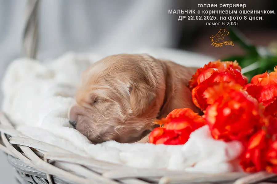 Мальчик с КОРИЧНЕВЫМ ошейничком, 8 дней