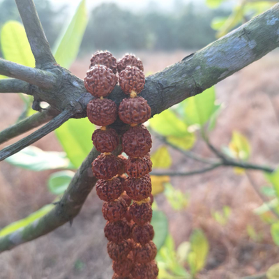 Четки из натуральной мелкой Рудракши цвет желтой