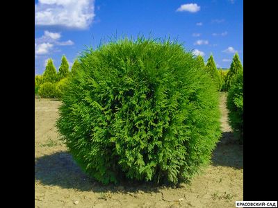 Туя Глобоза - Globosa