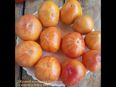 Томат Желтый полосатый Кармеллы (Carmella’s Yellow Stripes)