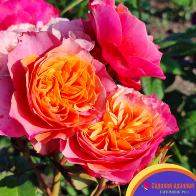 Кенсингтон Гарденc (Kensington Gardens)