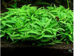 Стаурогин Порт-Вельо  (пластиковый горшок)