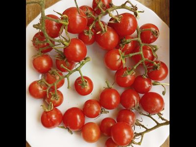Томат черри Метта дикая вишня (The Matt's Wild Cherry Tomato)