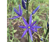 Camassia leichtlinii Maybelle