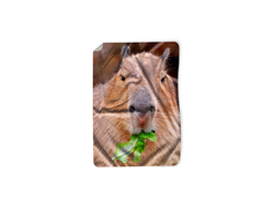 Покрывало Капибара, Kapibara-san №21