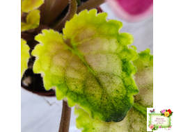 Mac's Scorching Sun (G. McDonald) (лист посажен 29.10.25)