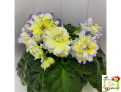 ЛЕ-Золото Нибелунгов (Е. Лебецкая) 2017 г.