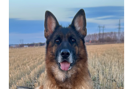 VA Нота Лайф Жизель