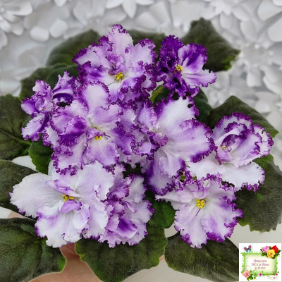 БР-Осирис (С. и Н. Буркацкие) 2022 г.