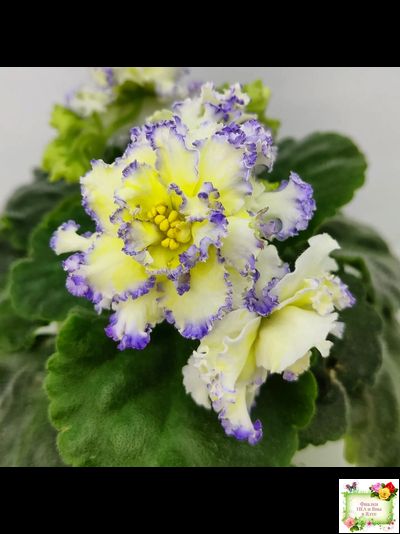 ЛЕ-Золото Нибелунгов (Е. Лебецкая) 2017 г.