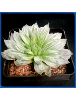 Haworthia cooperi cv. Bryan Makin