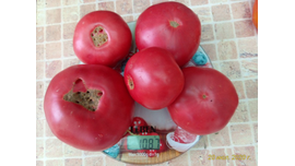 Томат Кубанский домашний