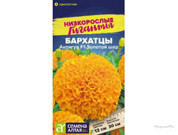 Бархатцы Антигуа Золотой шар/Сем Алт/цп 5 шт. Низкорослые гиганты