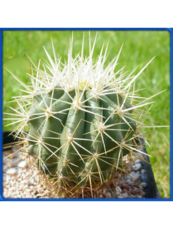 Ferocactus reppenhagenii PP 1158