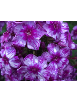 Флокс Дракон